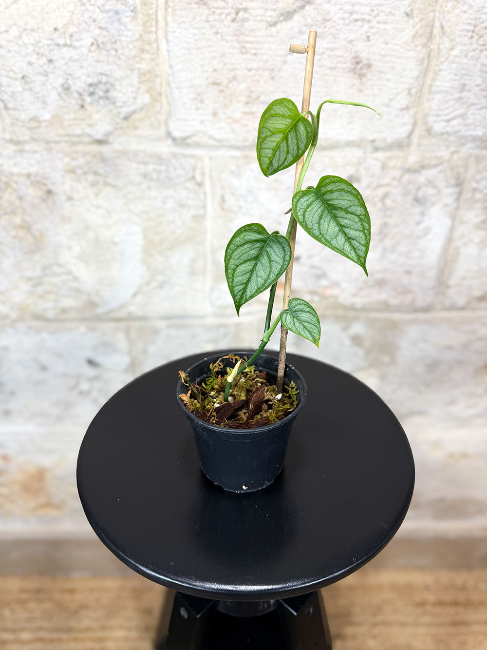 Monstera Siltepecana El Salvador