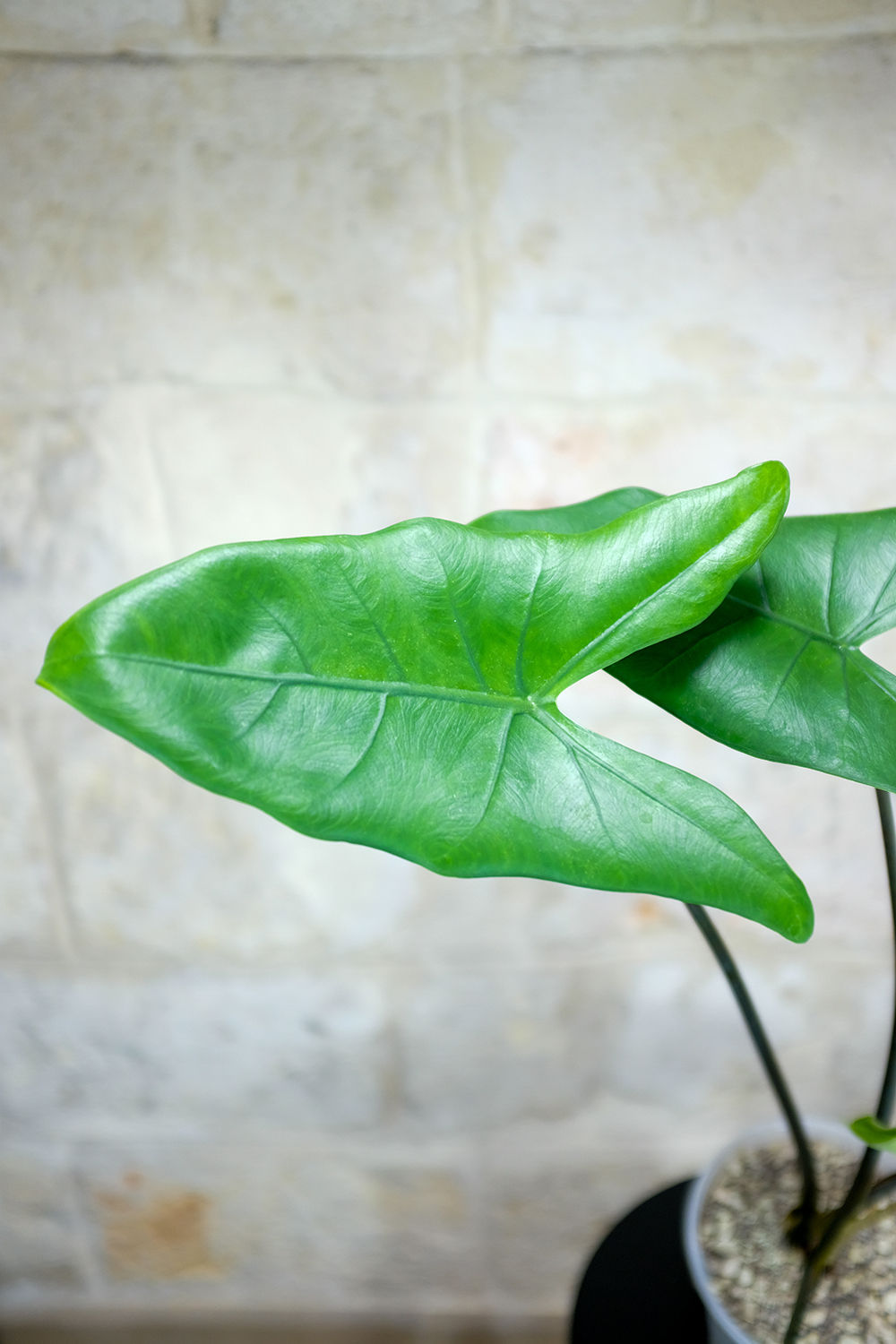 Alocasia Black Zebrina