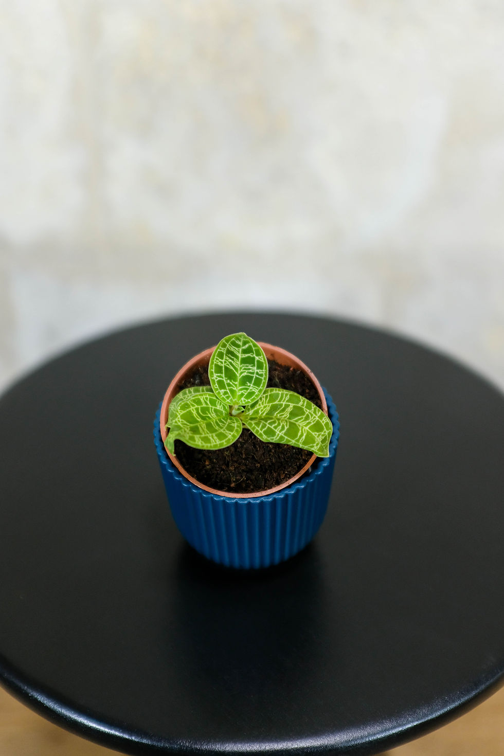 Miniatura: Macodes Petola Baby