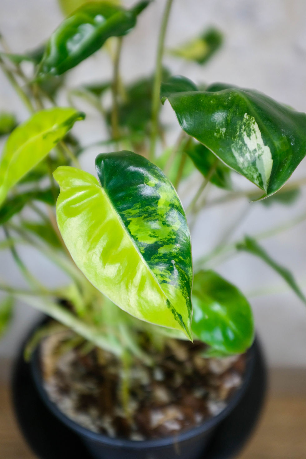 Miniatura: Philodendron Burle-Marxii Variegata