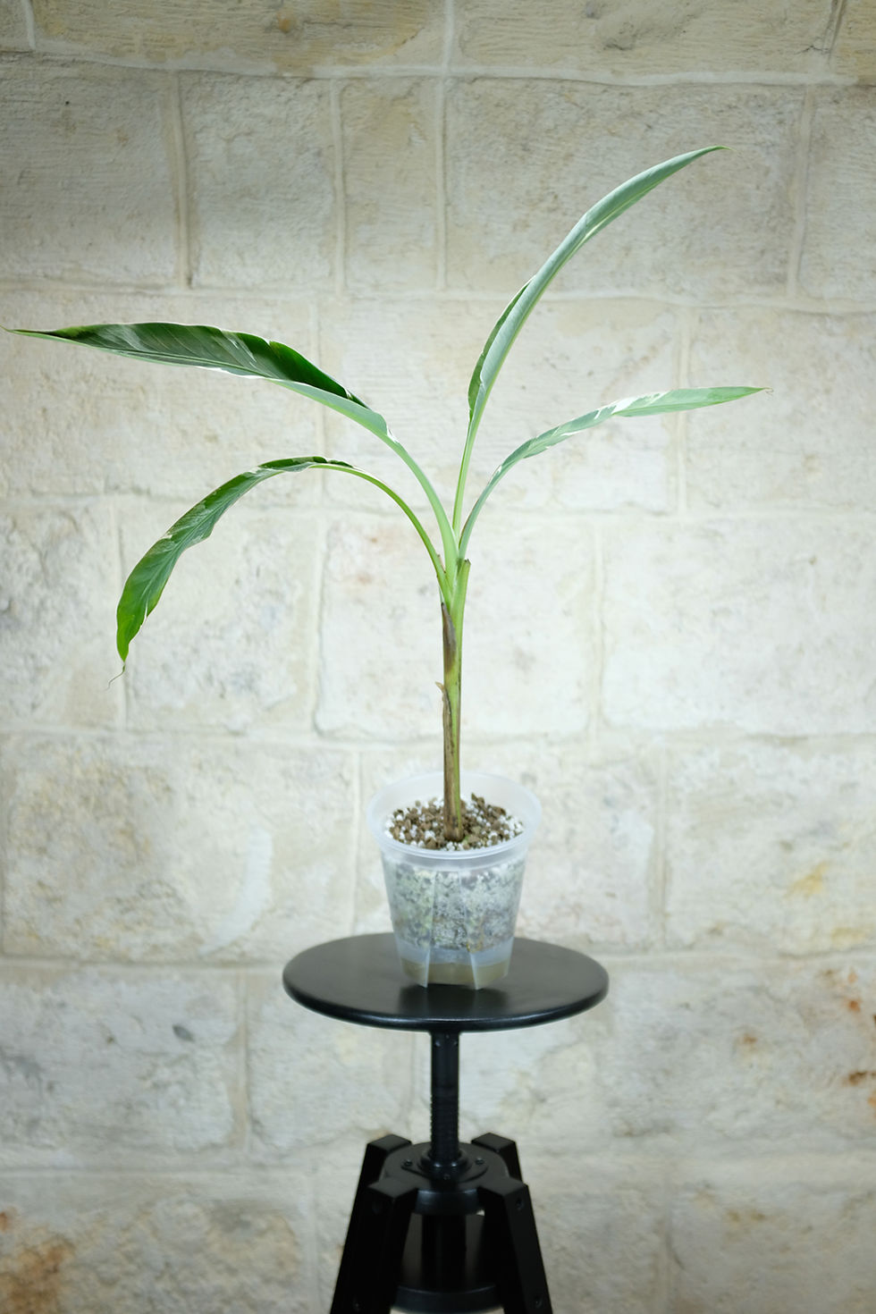 Thumbnail: Musa Florida Variegata