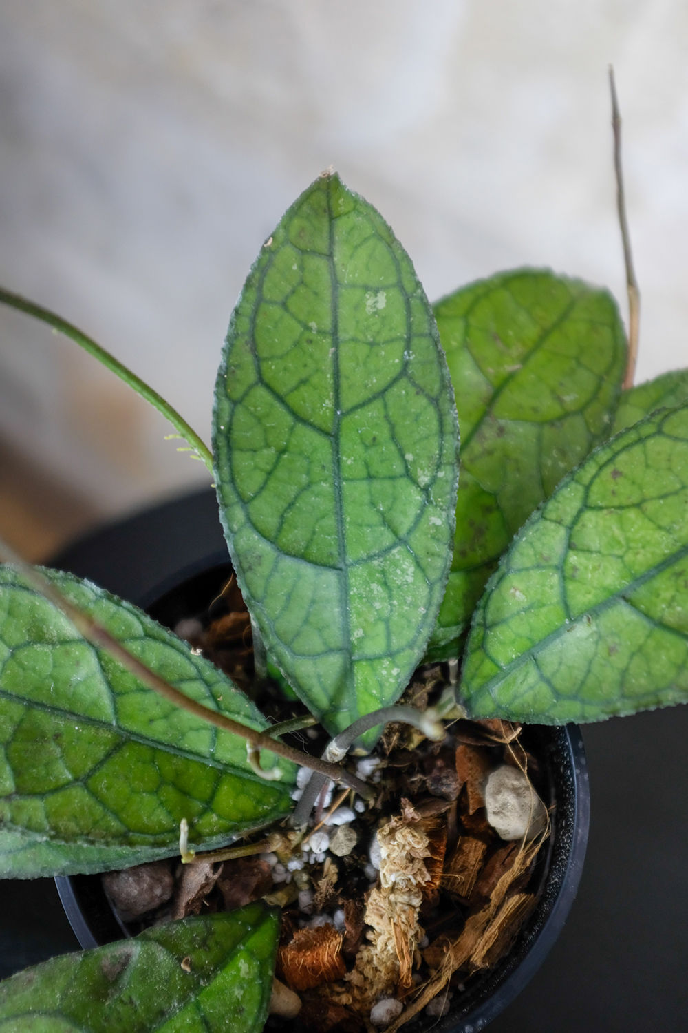 Hoya Clemensiorum Dark Leaf