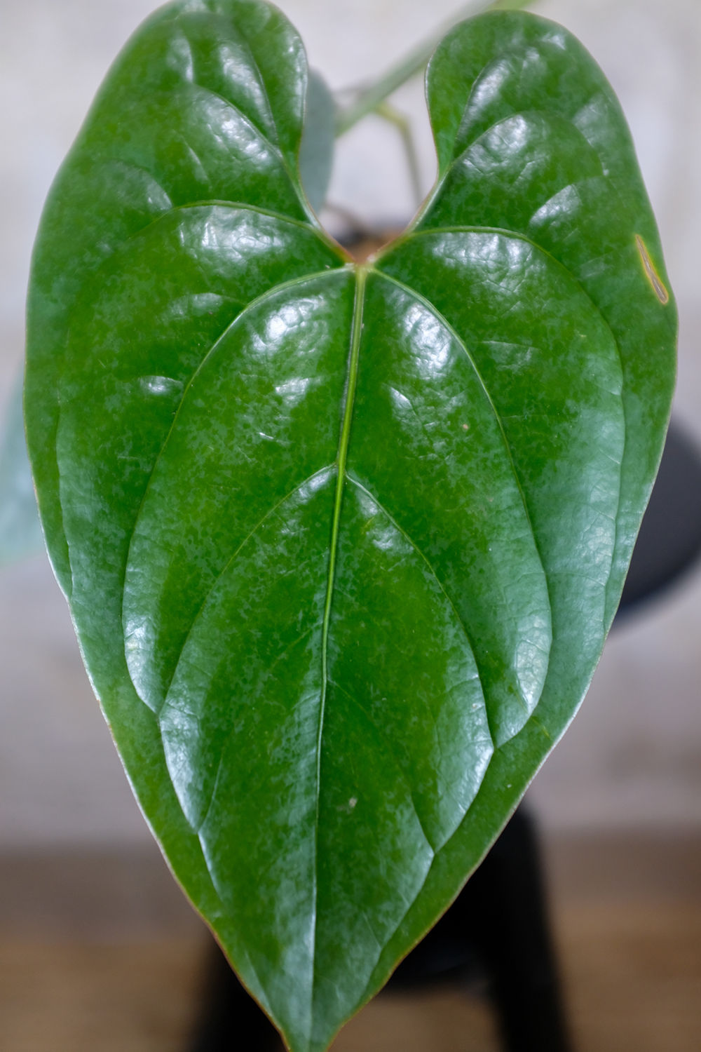 Anthurium sp Silver Peru