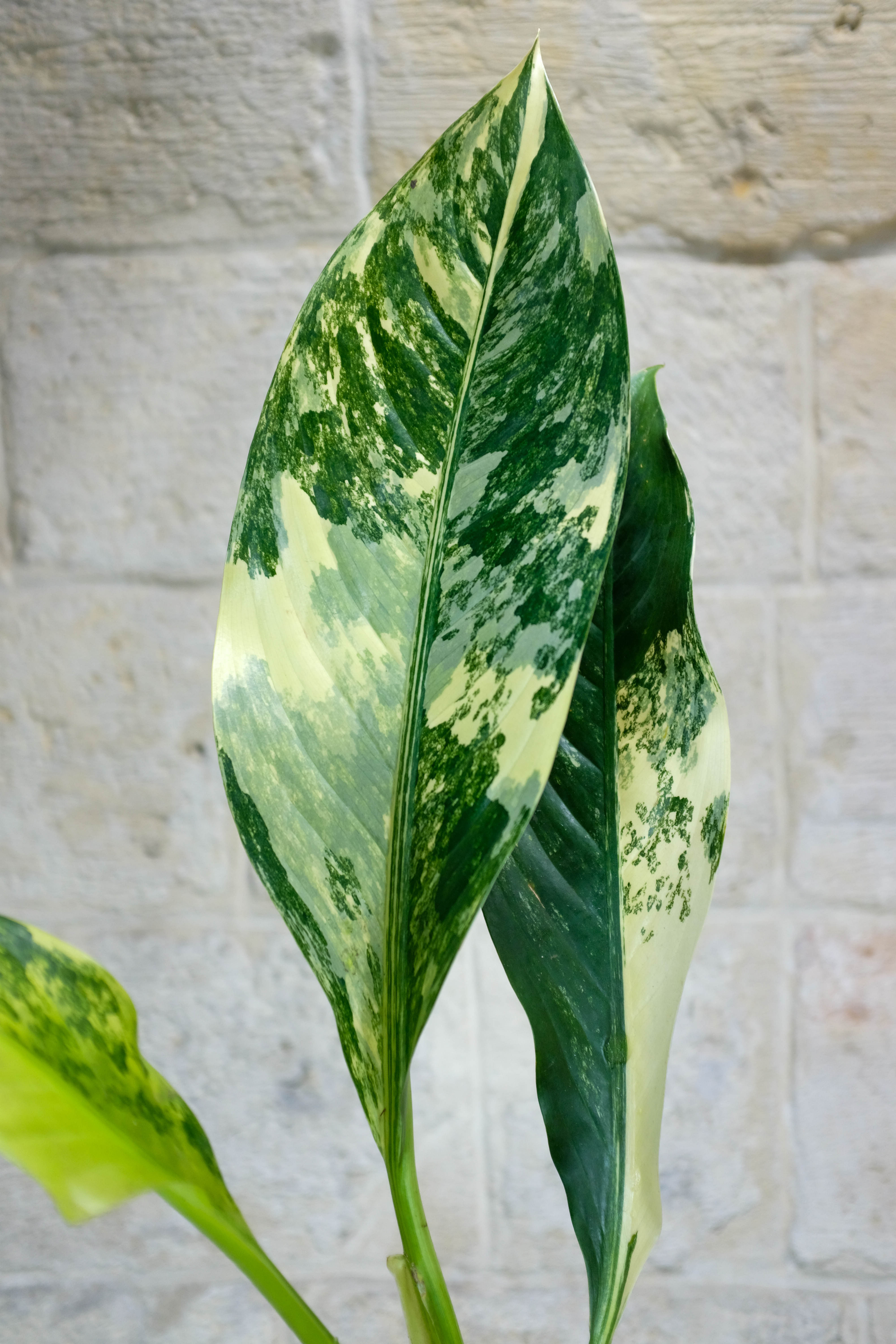 Dieffenbachia Big Ben
