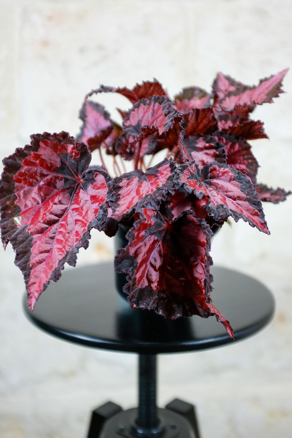 Thumbnail: Begonia Inca Night