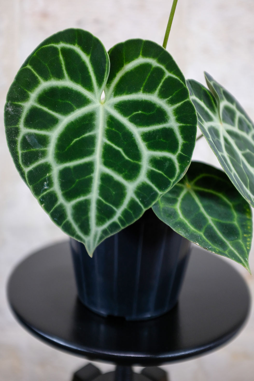 Thumbnail: Anthurium Clarinervium