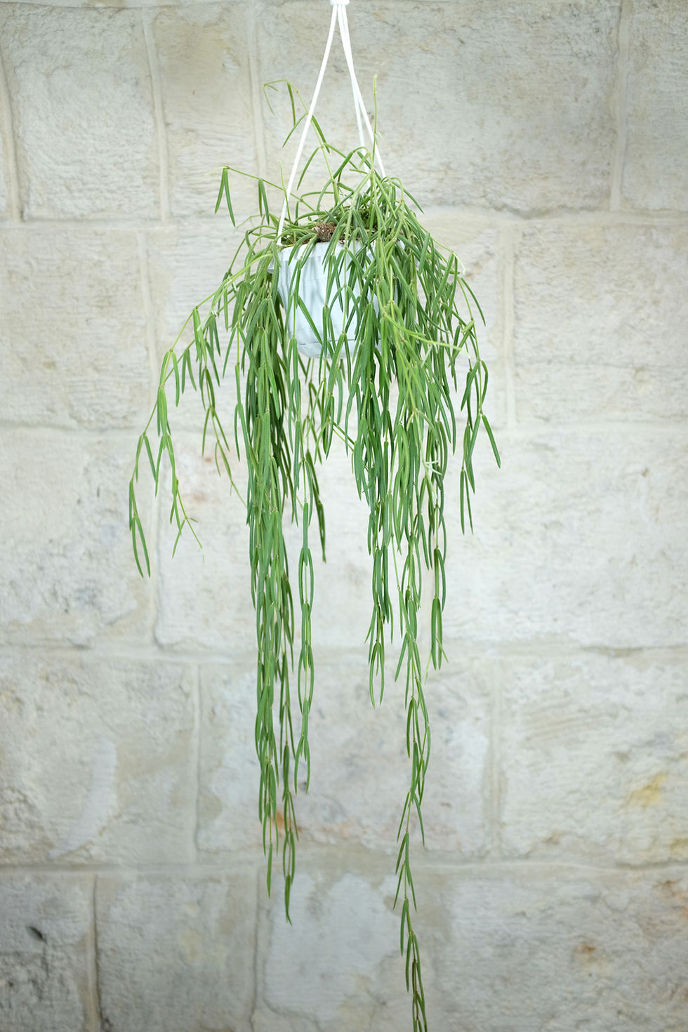 Miniatura: Hoya Linearis