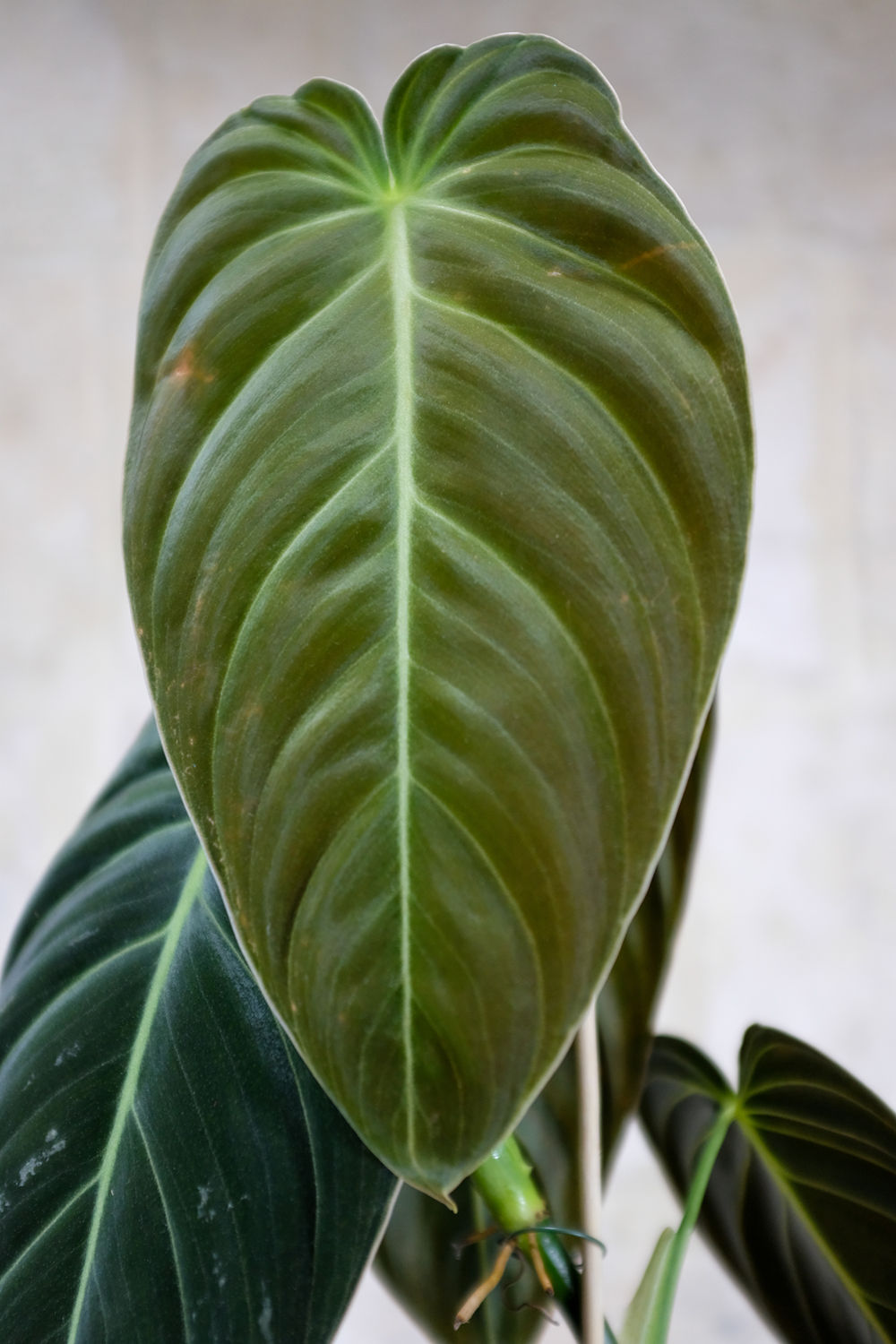 Philodendron Melanochrysum