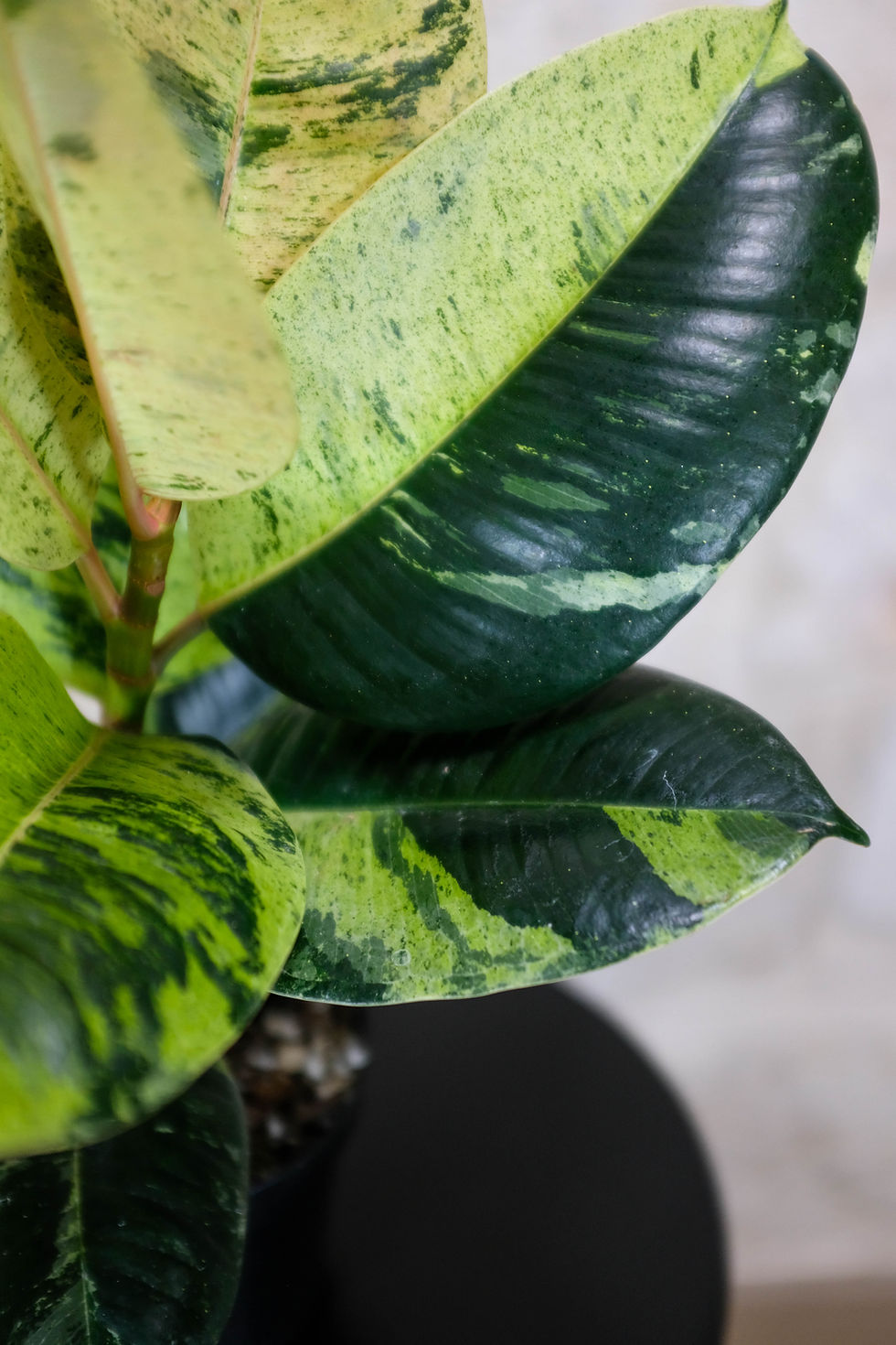 Miniatura: Ficus elastica Shivereana Moonshine foglie variegatura marmorizzata verde crema bianco