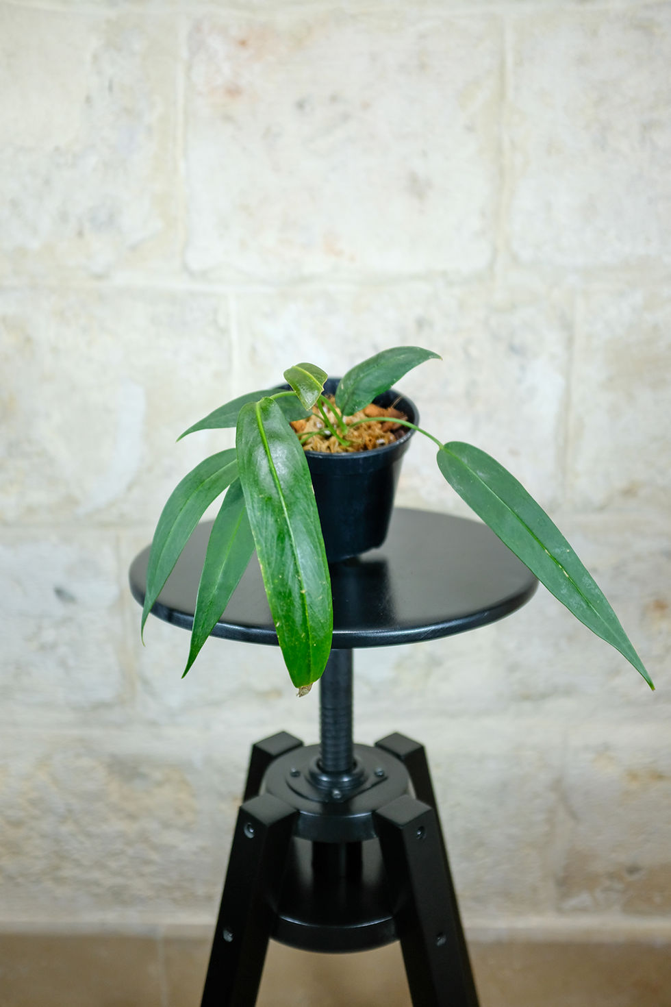 Miniatura: Anthurium Wendlingeri