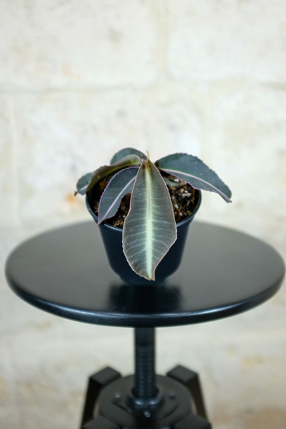 Thumbnail: Labisia Pumila