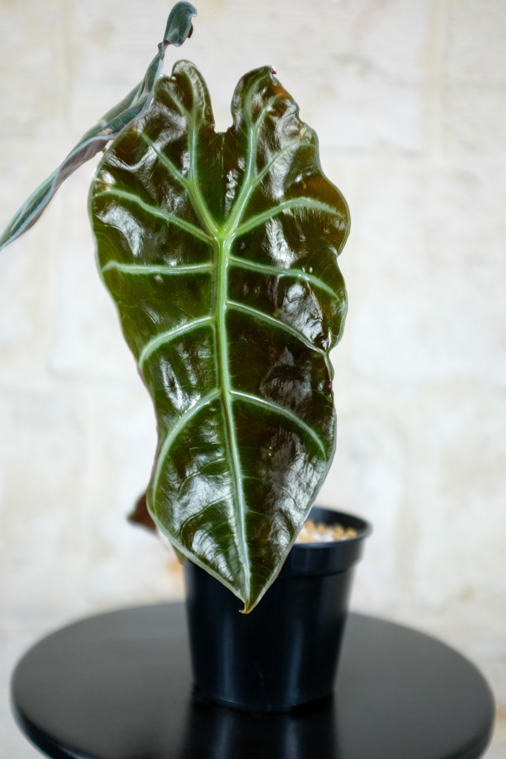 Alocasia Suhirmaniana Red Petiole foglie texturizzate piccioli rossi