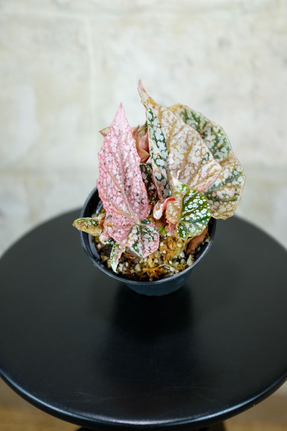 Miniatura: Begonia Snocapped Variegata