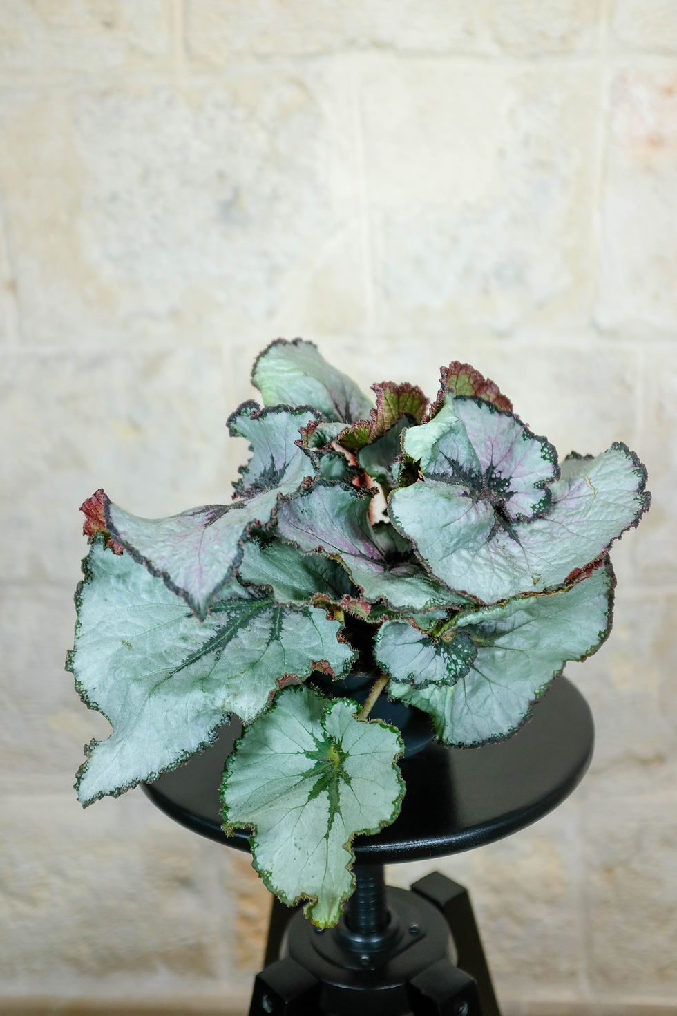 Miniatura: Begonia Escargot