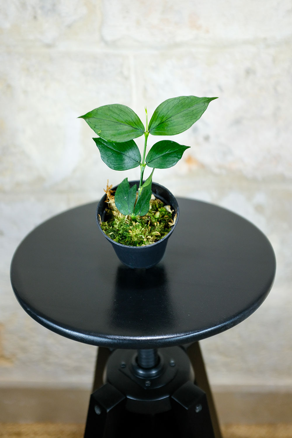 Hoya Polyunera