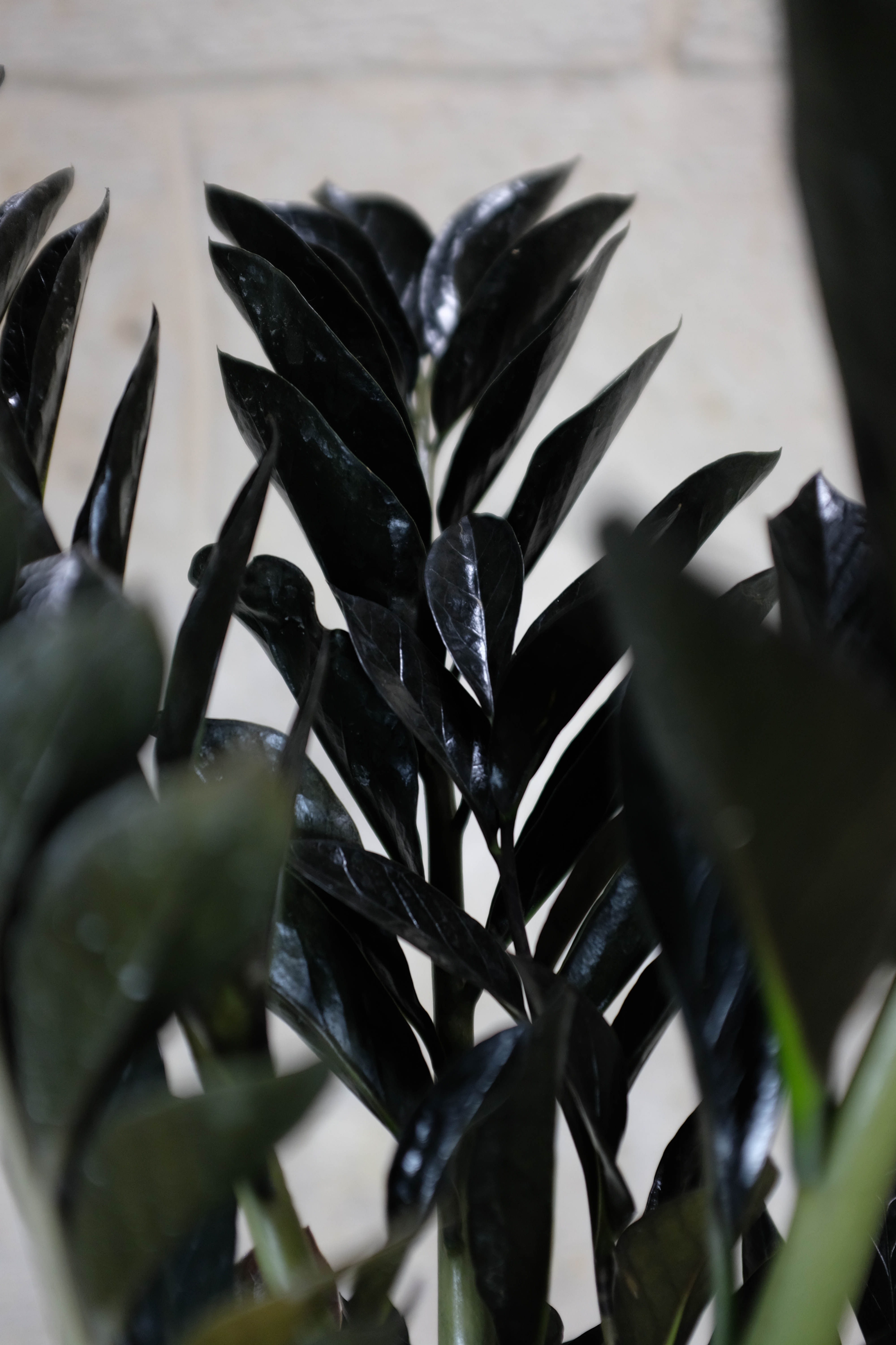 Zamioculcas Zamiifolia Raven