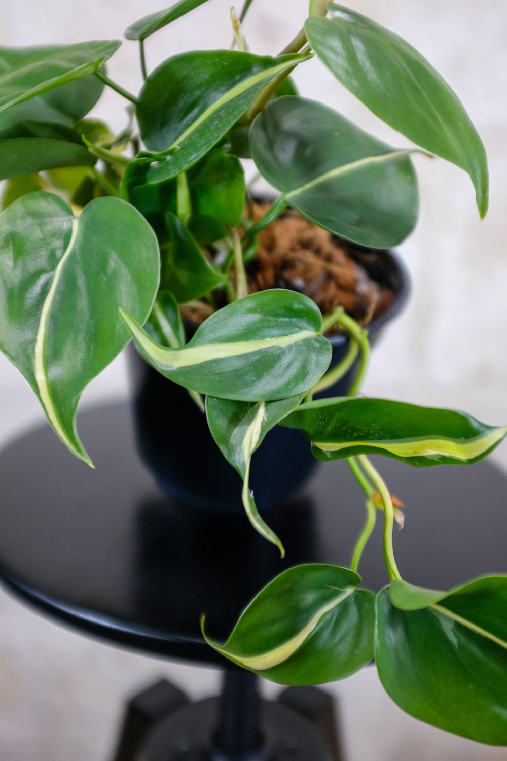 Philodendron Rio