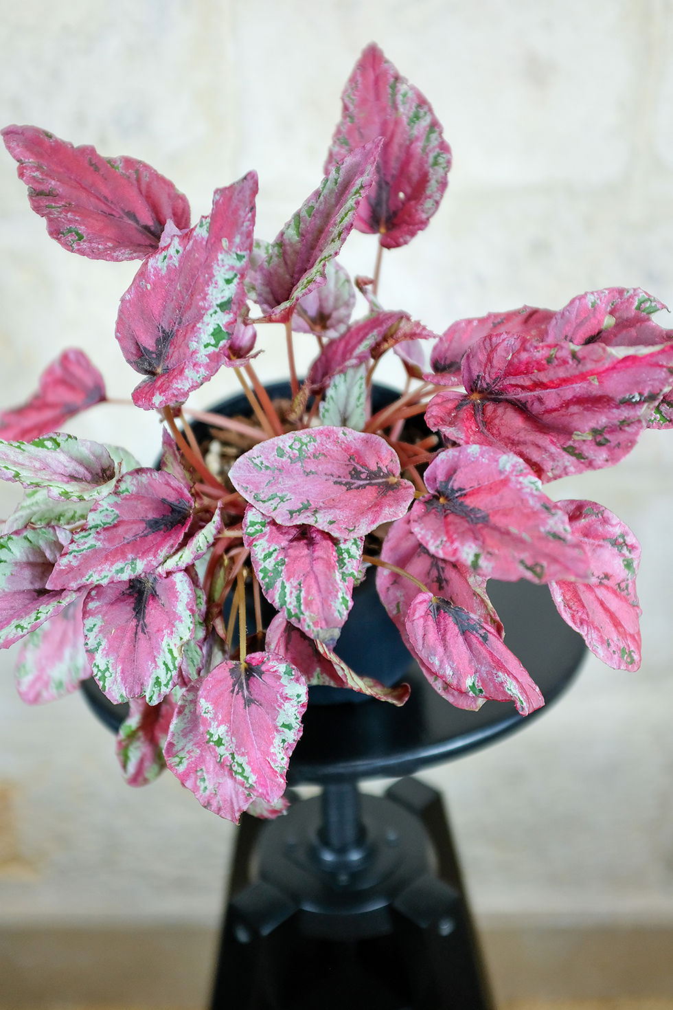 Miniatura: Begonia Alaska Creek