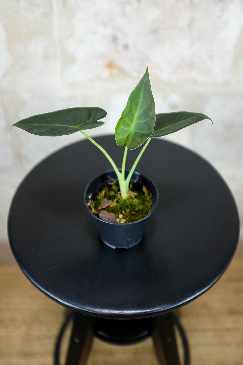 Miniatura: Alocasia Regal Shields Baby