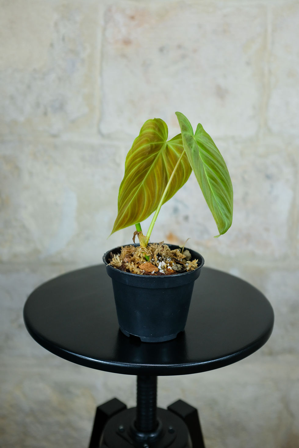 Miniatura: Philodendron Splendid