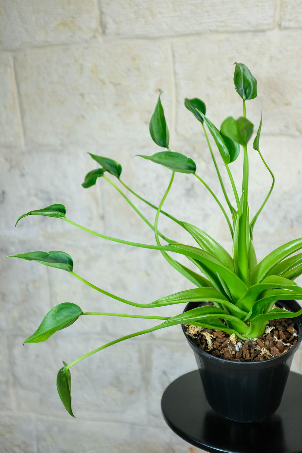 Miniatura: Alocasia Tiny Dancer foglie a coppa verde lime piccioli sottili
