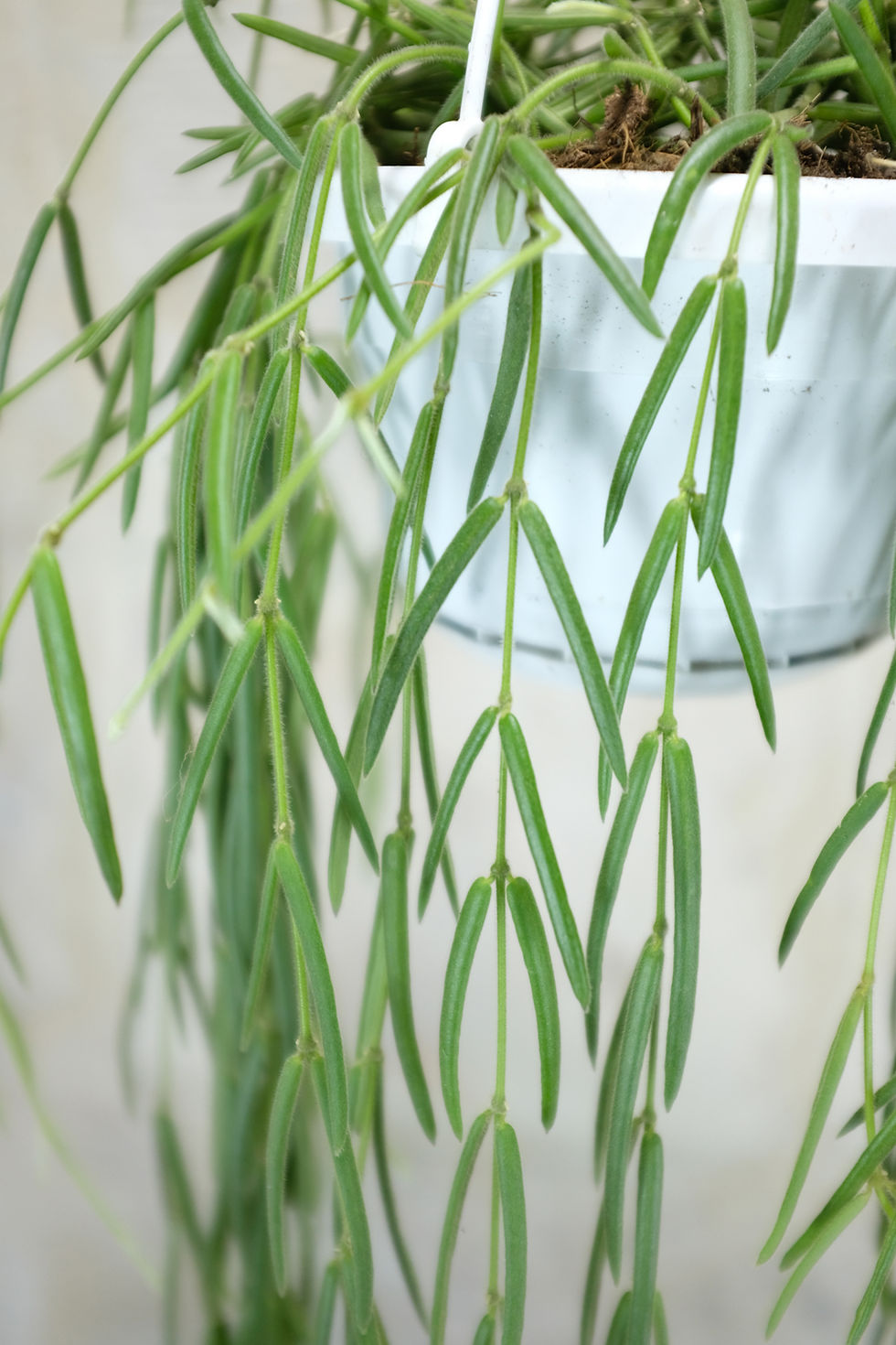 Miniatura: Hoya Linearis