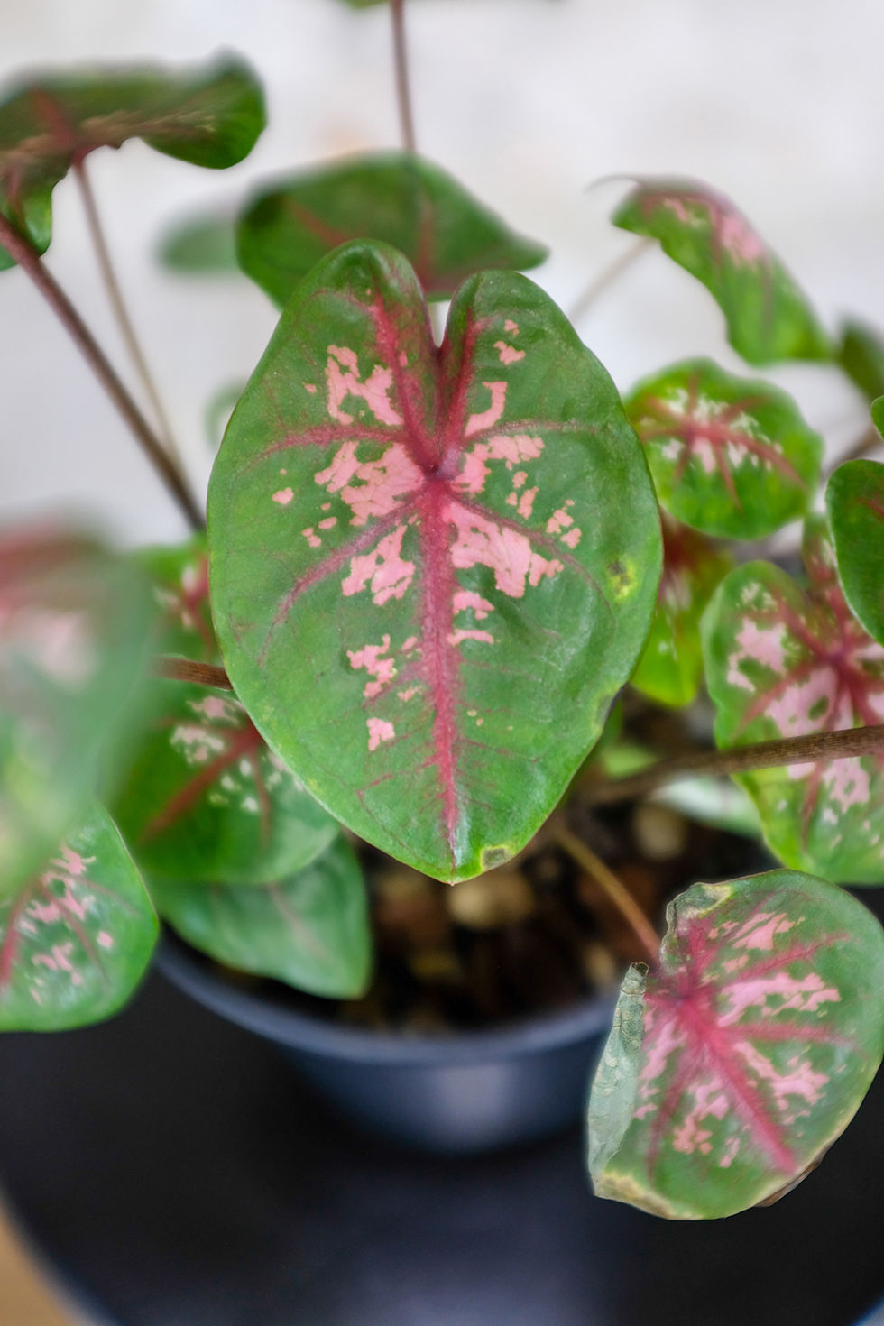 Miniatura: Caladium Carolyn Warthon