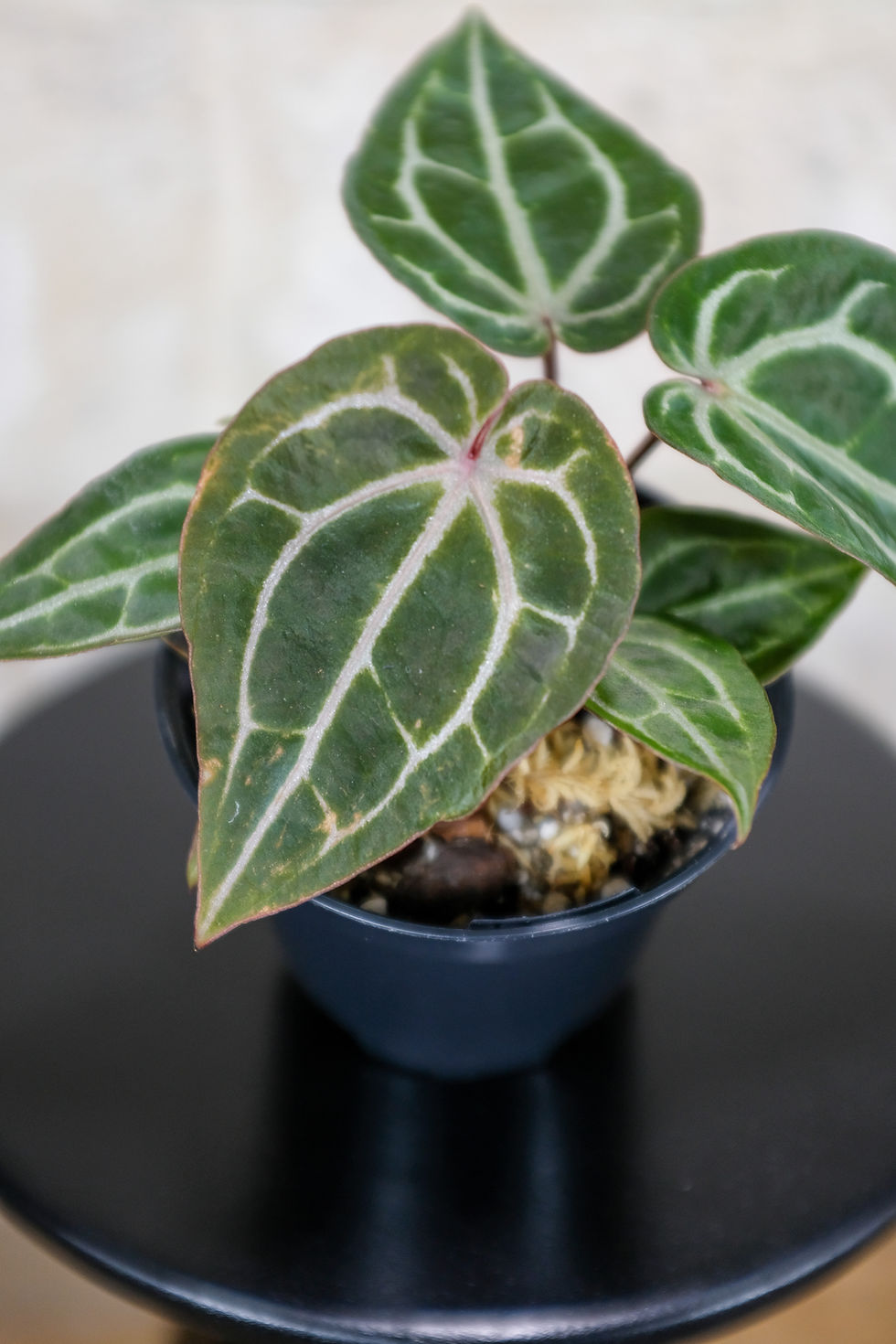Miniatura: Anthurium Docblock® Michelle