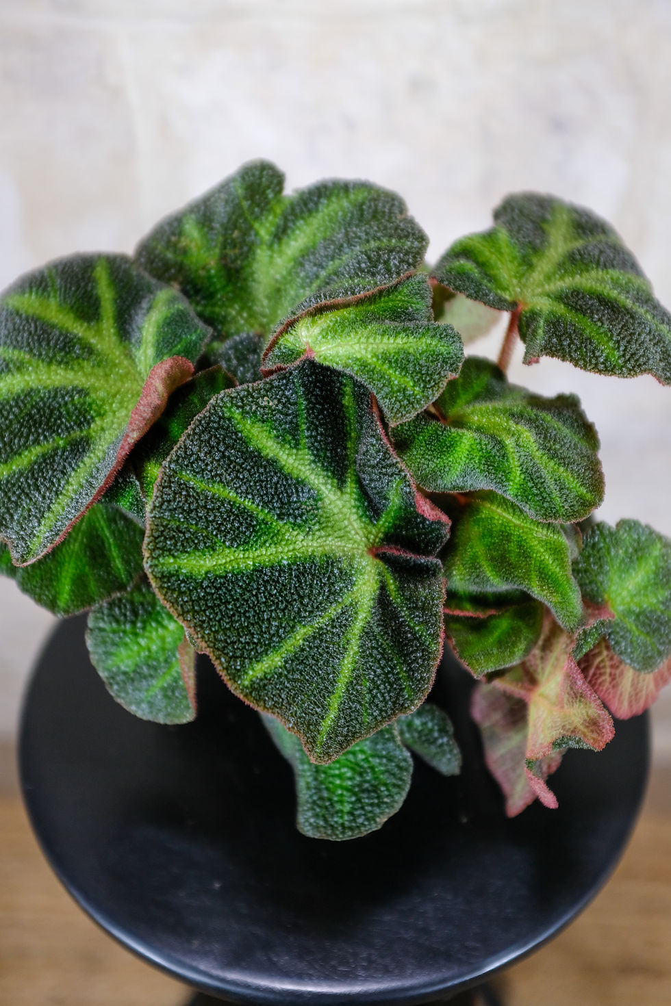 Miniatura: Begonia Decora