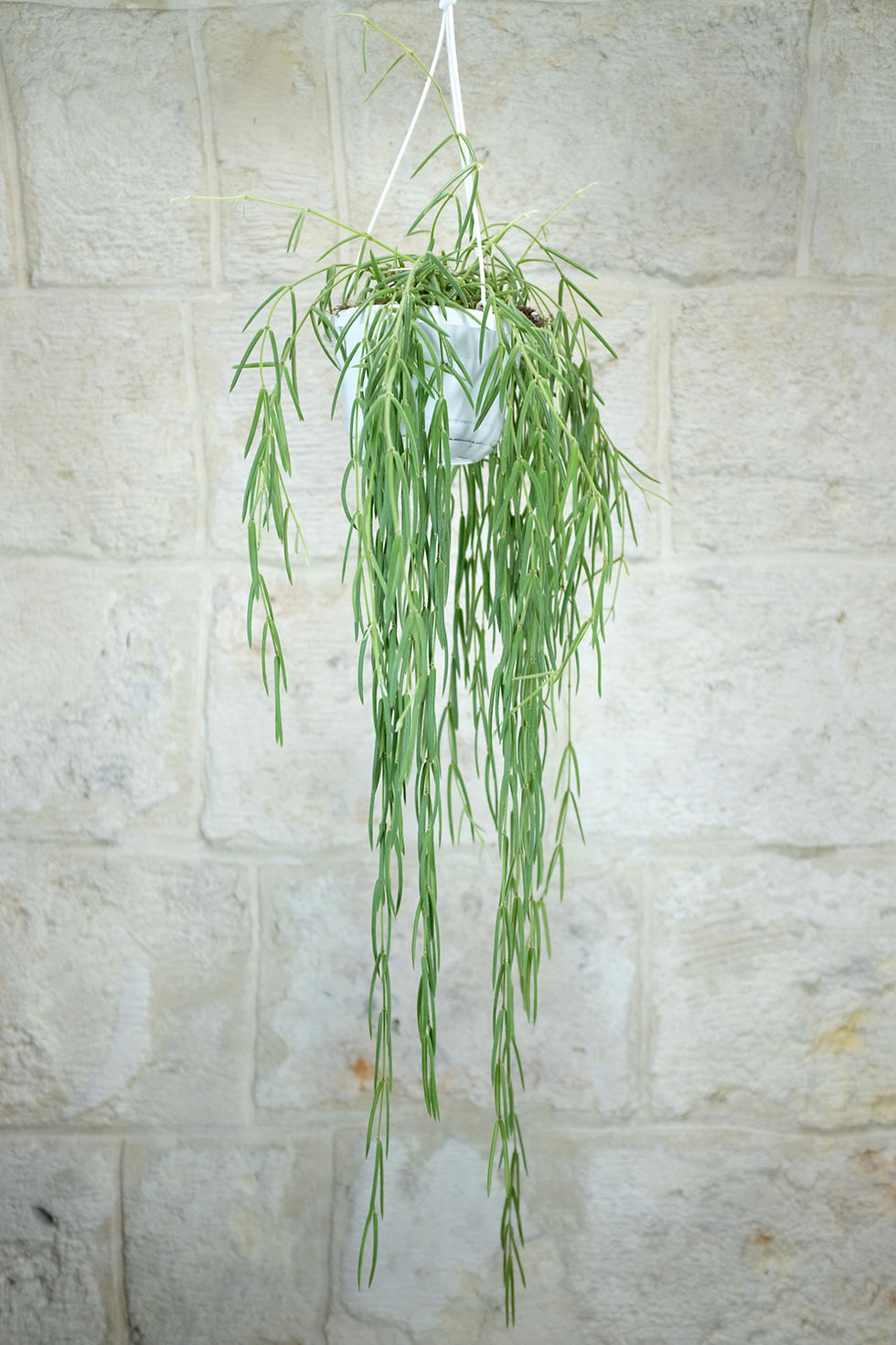 Hoya linearis foglie cilindriche aghiformi pendule cascata Himalaya