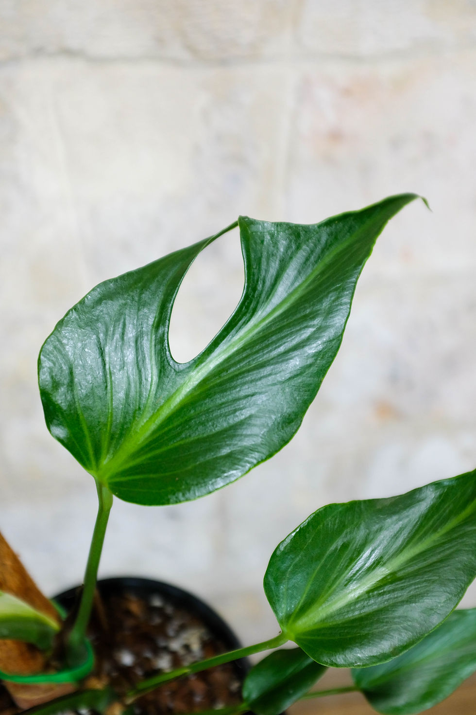 Miniatura: Monstera Burle Marx Flame