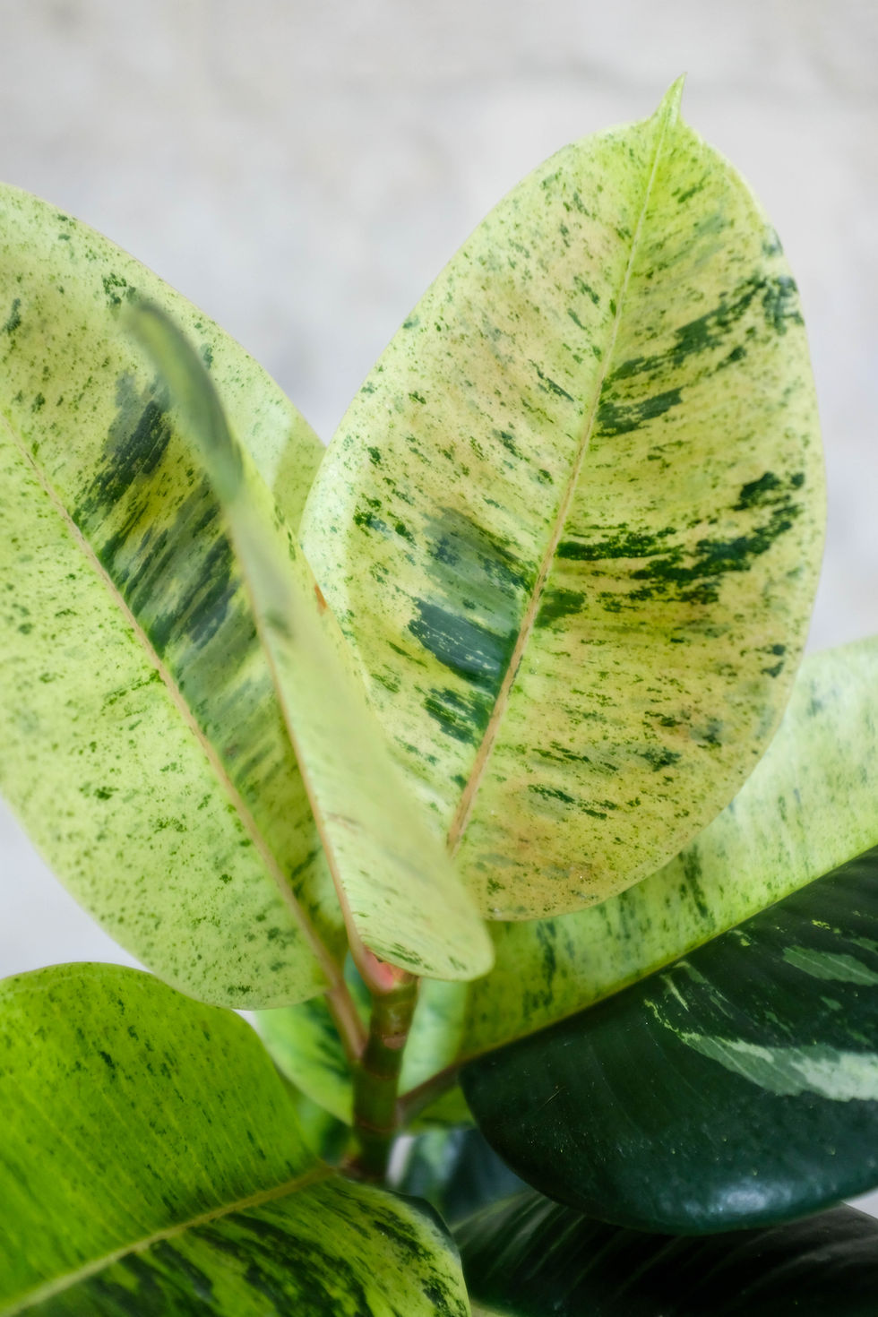 Miniatura: Ficus elastica Shivereana Moonshine foglie variegatura marmorizzata verde crema bianco