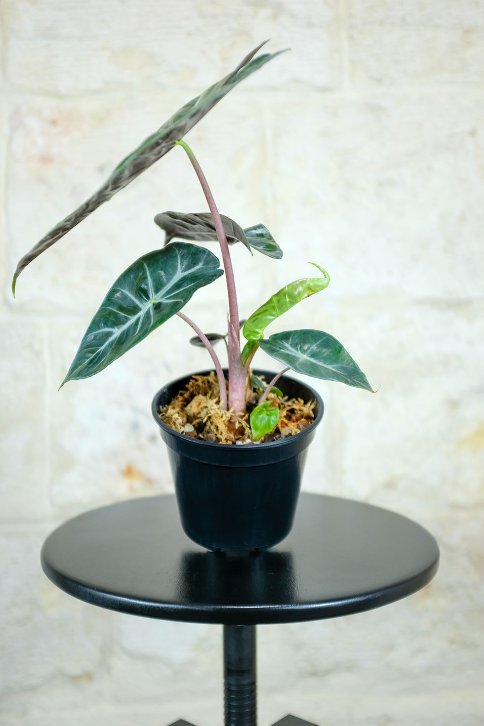 Thumbnail: Alocasia Pink Dragon