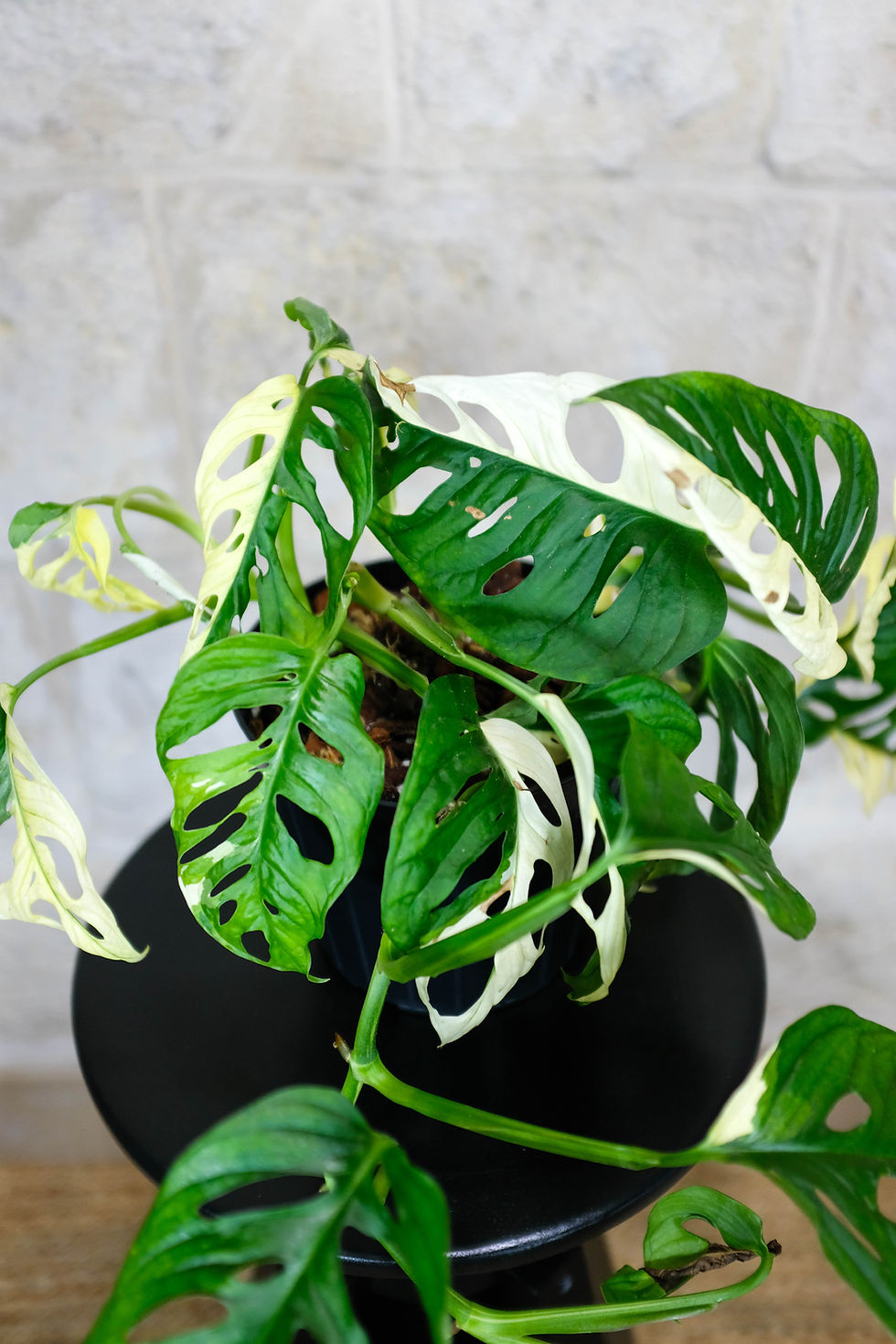 Miniatura: Monstera Adansonii Japanese Tricolor