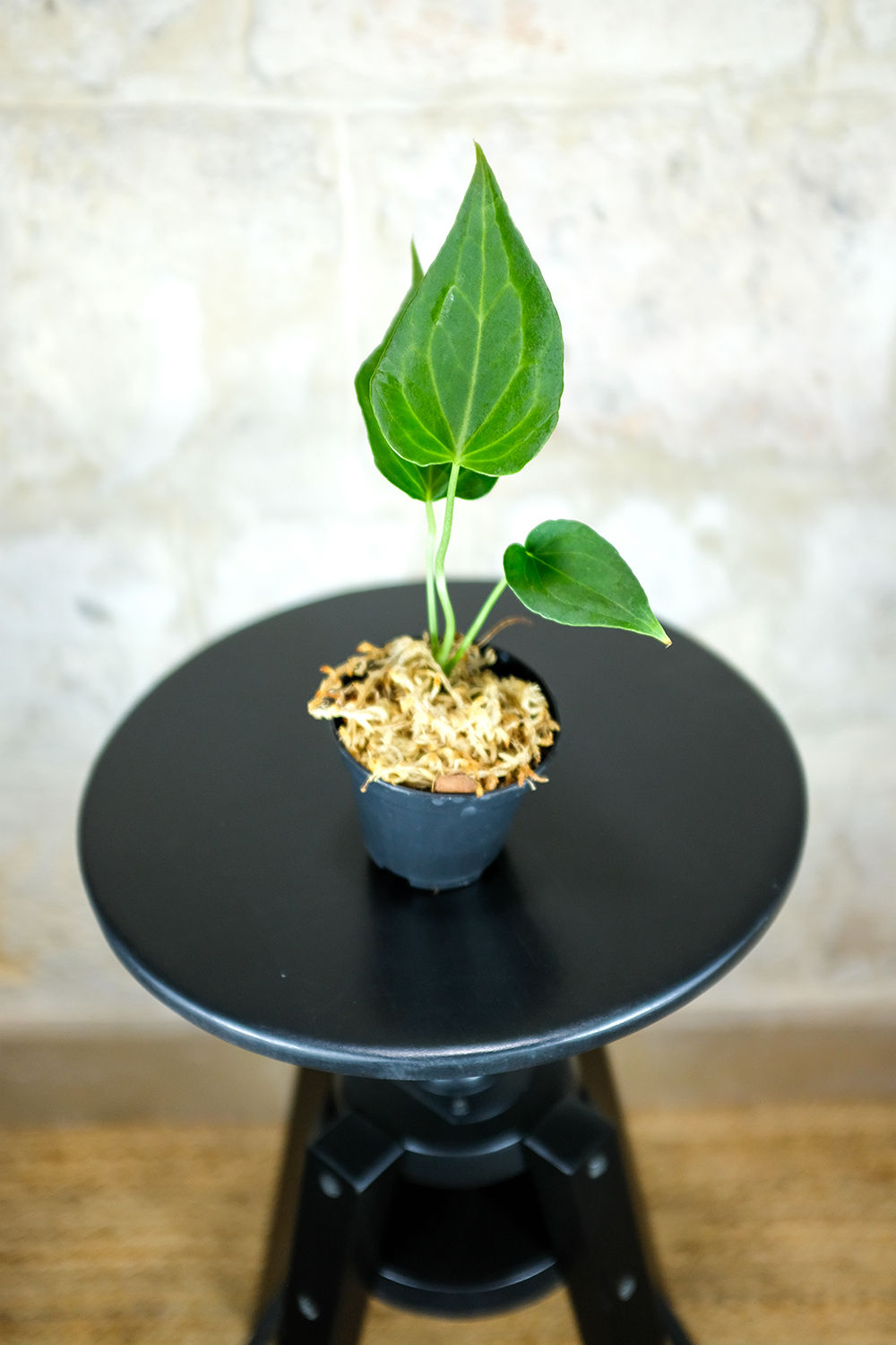 Anthurium Delta Force Baby