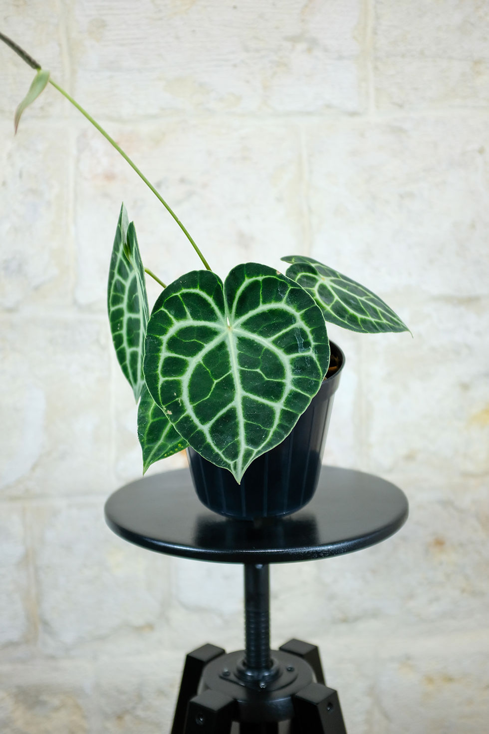 Thumbnail: Anthurium Clarinervium
