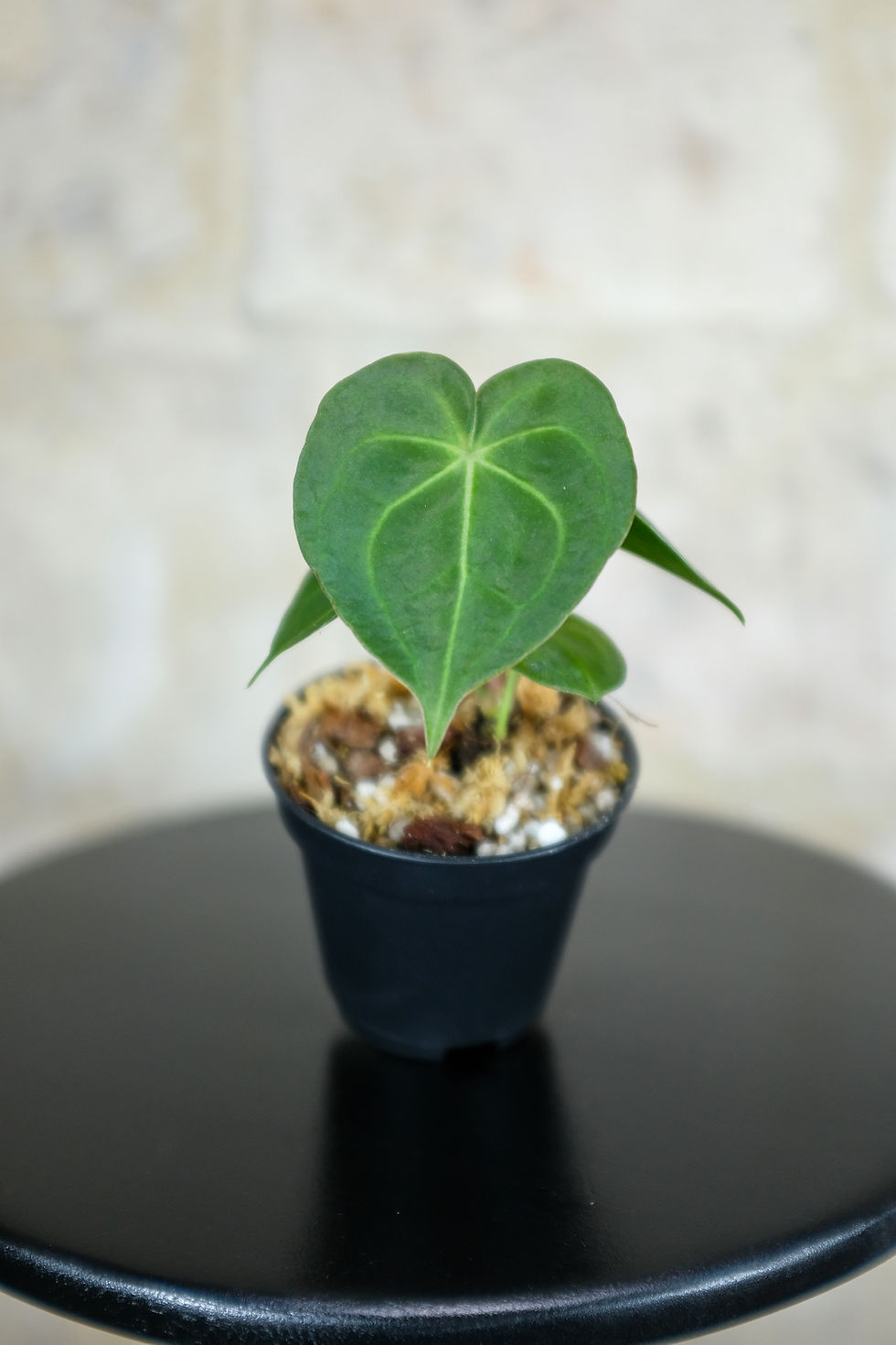 Miniatura: Anthurium Clarinervium baby foglie cuoriformi vellutate nervature bianche
