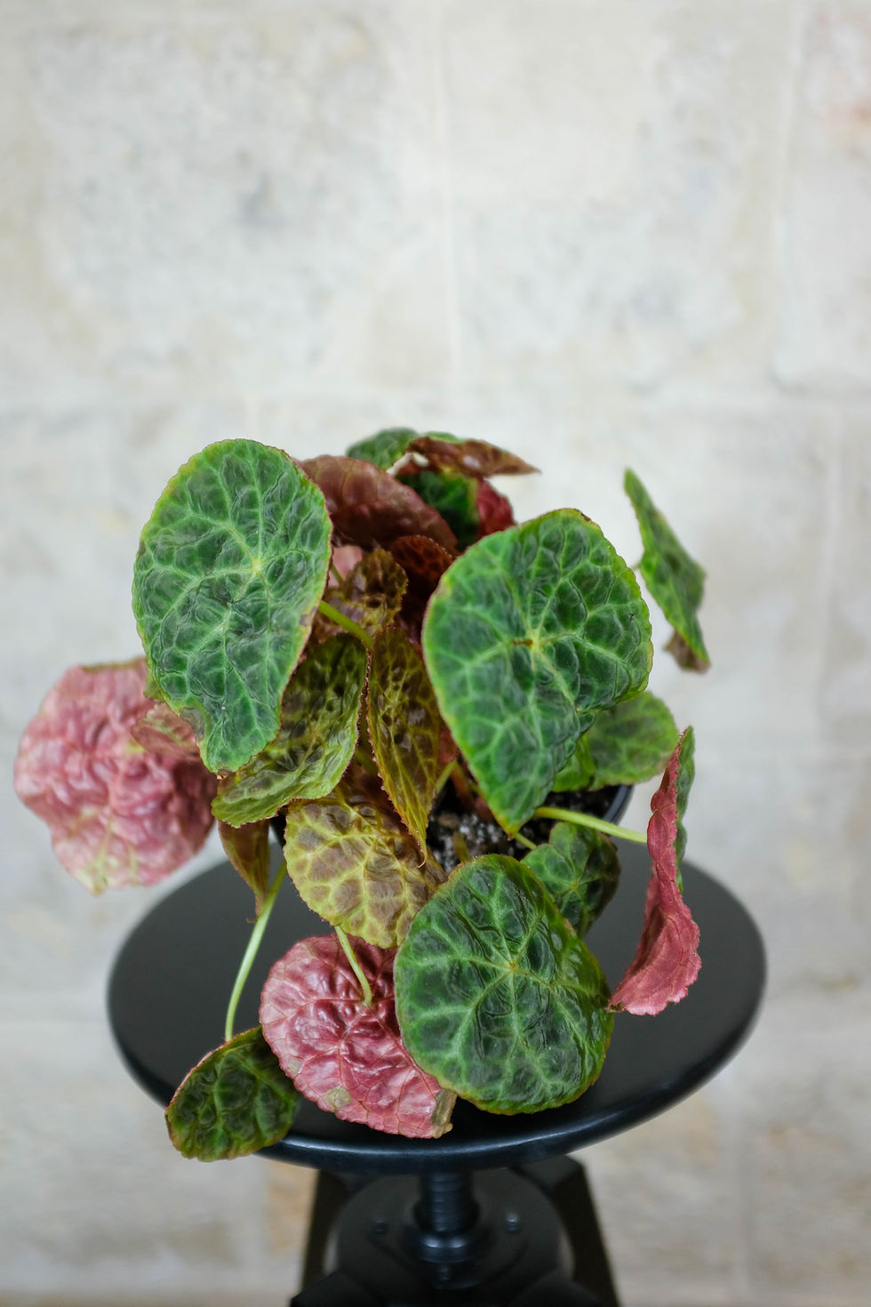 Miniatura: Begonia Goegoensis