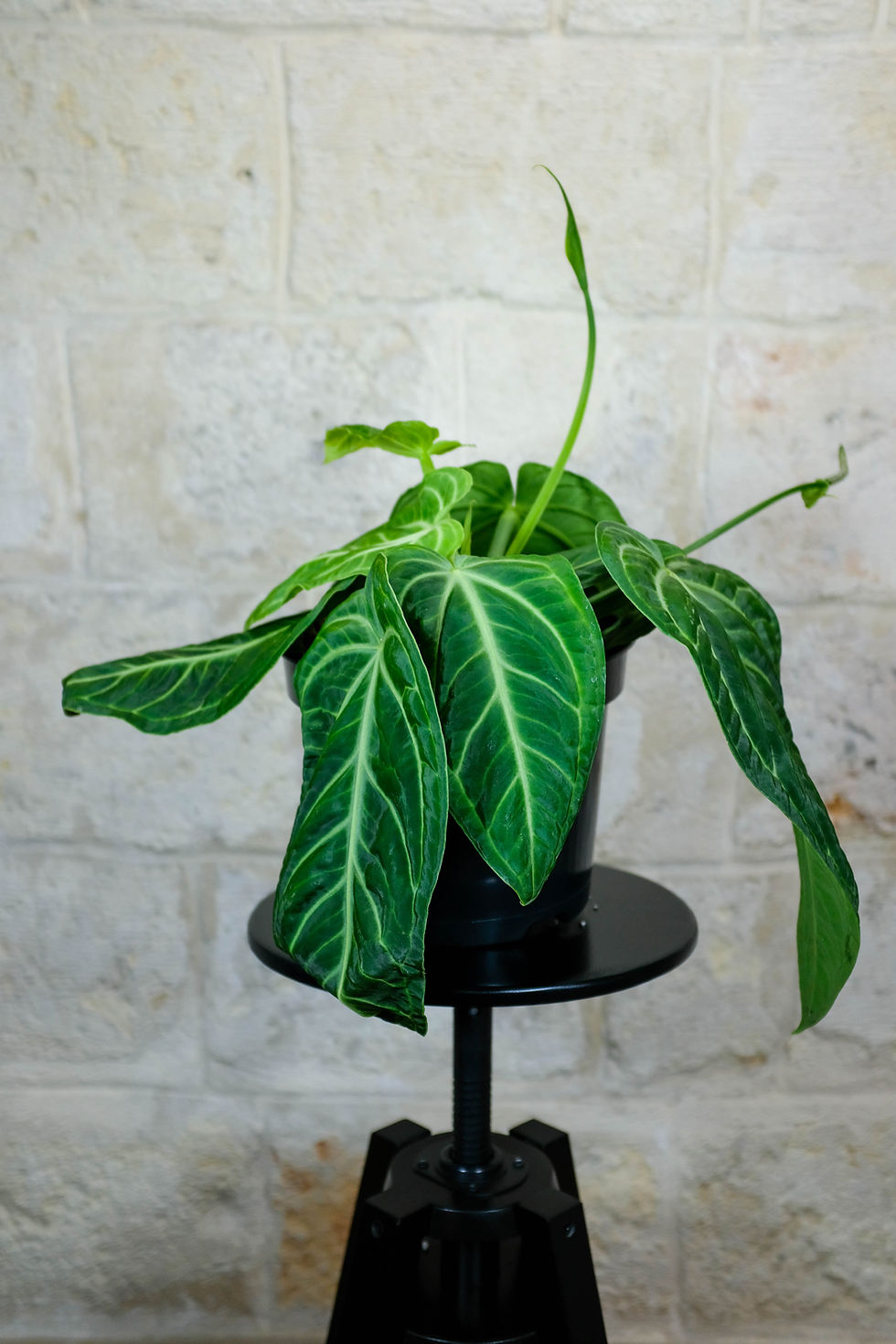 Miniatura: Anthurium Villenaorum
