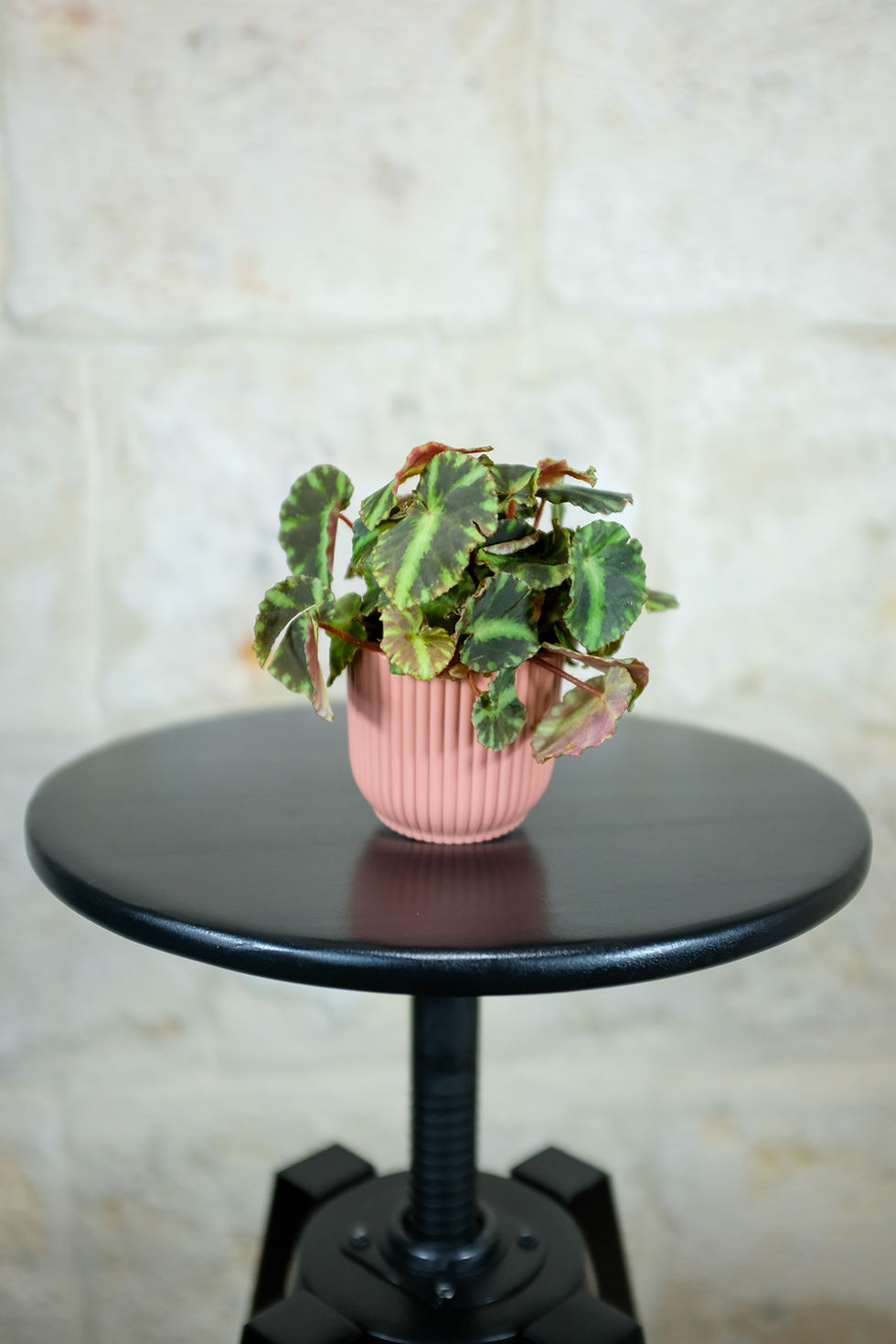 Thumbnail: Begonia Cleopatrae Baby