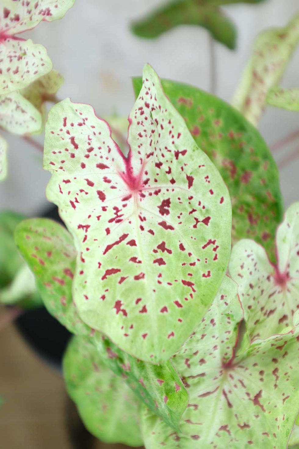 Caladium Miss Muffet foglie cuoriformi verde lime macchie rosse rosa