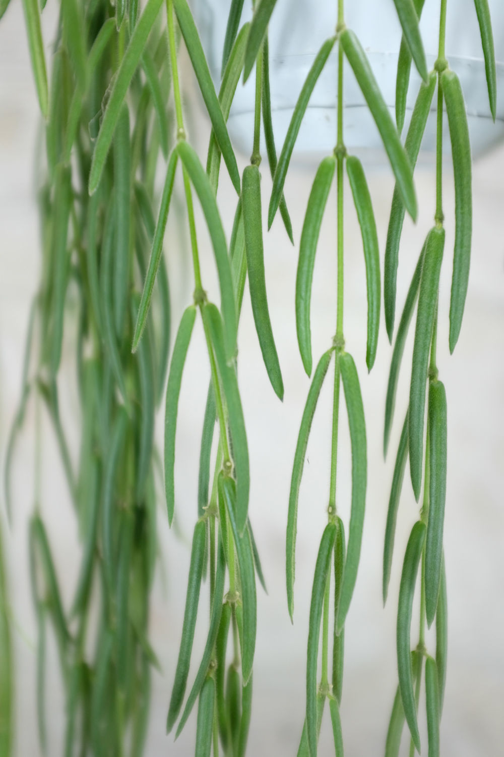Hoya Linearis