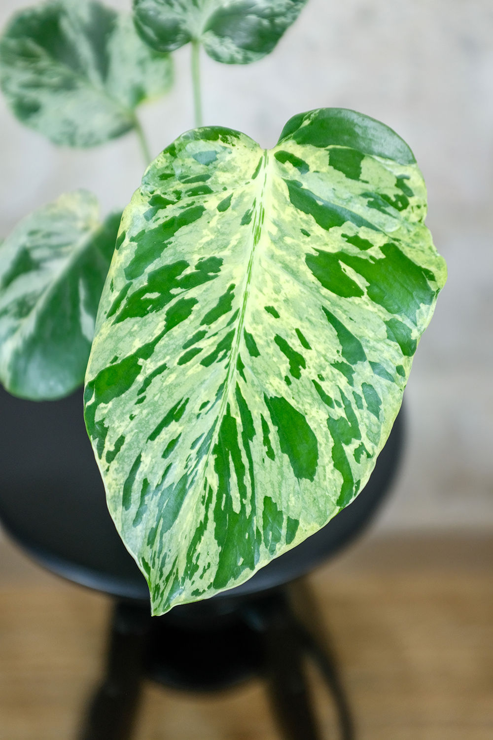 Monstera Bulbasaur