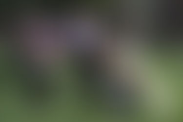 Tecnológico de Ciudad Hidalgo, realiza jornada de reforestación