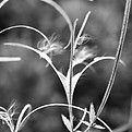 IMG_2812.jpeg