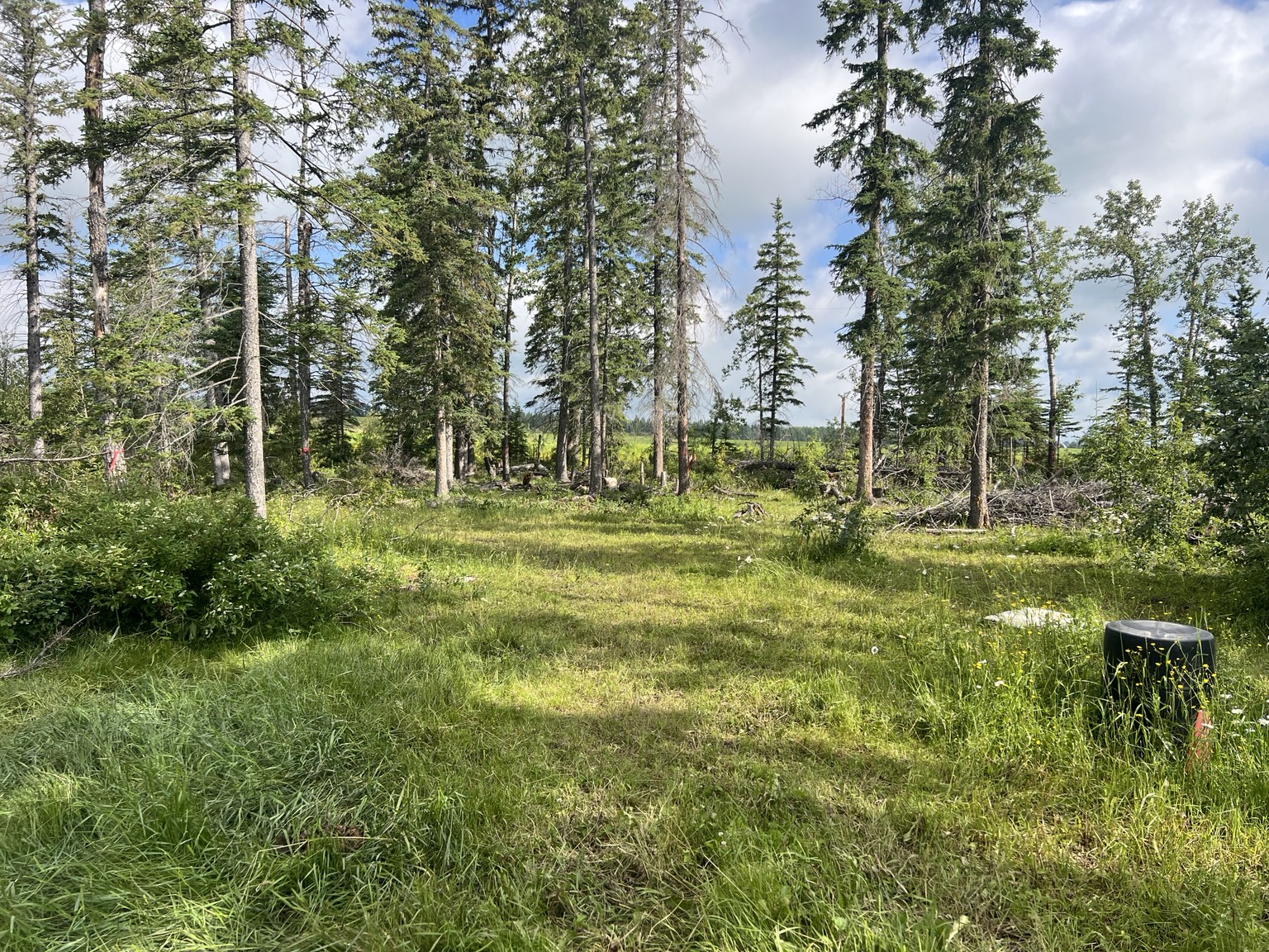 Wooded acreage before vegetation management