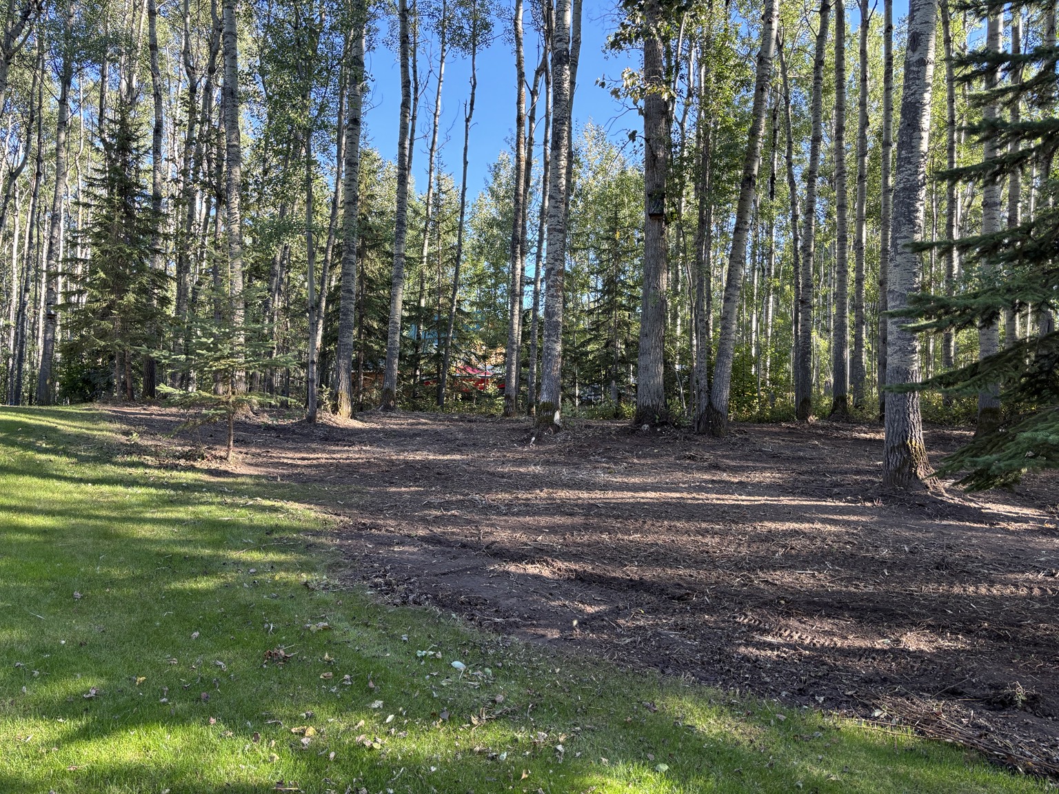After — reclaimed woodland with mature trees retained