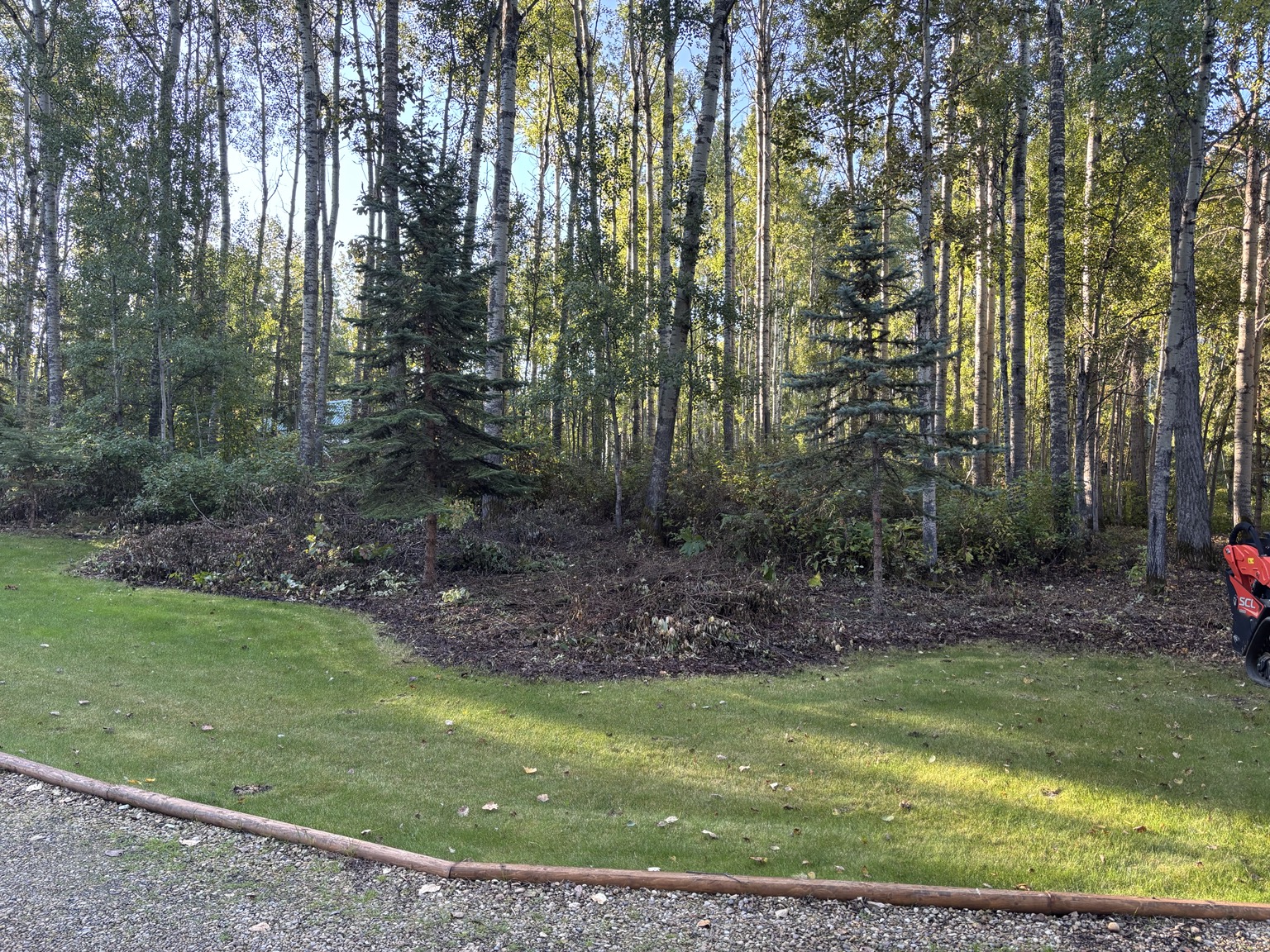 Before — heavy brush along a wooded acreage