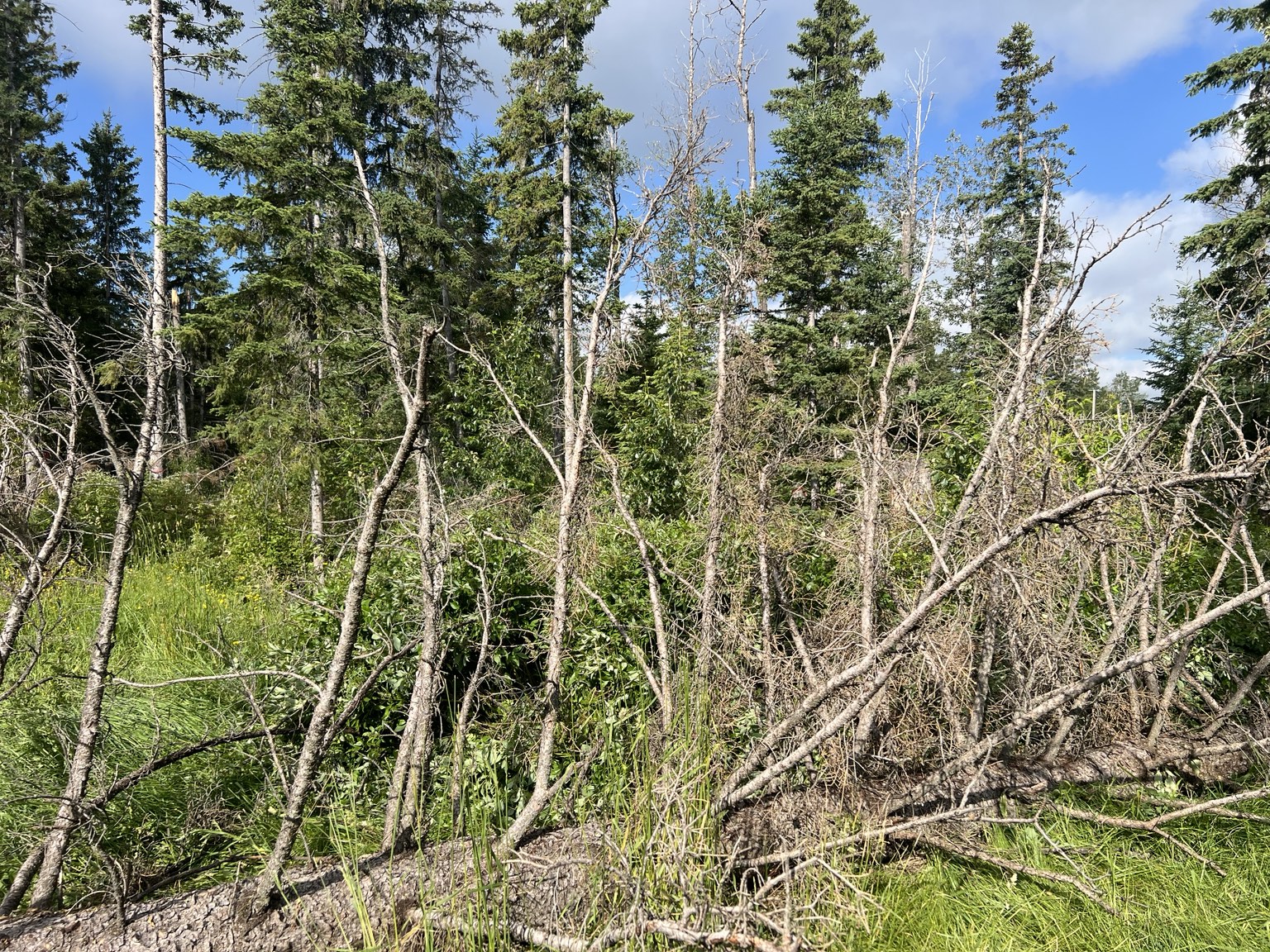 Dense deadfall and overgrowth before mulching