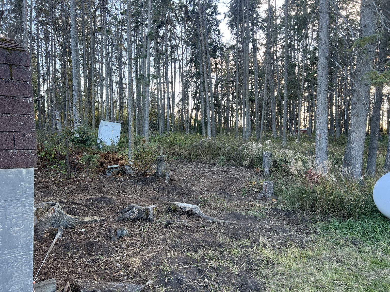 Before — dense understory and overgrown wooded acreage